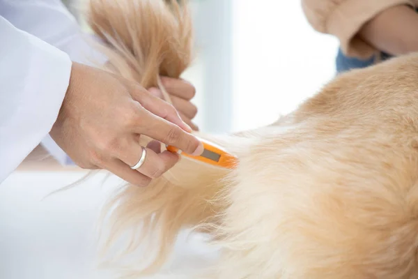 Veteriner hasta veteriner kliniğinde yatarken köpeğin ateşini ölçer.