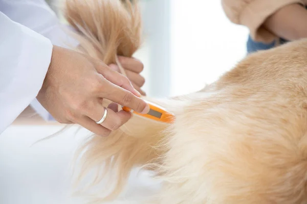 兽医在病人躺在兽医诊所时测量狗的体温 图库图片