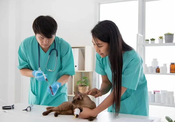 兽医在兽医诊所采集黄金收集器的血液 免版税图库照片