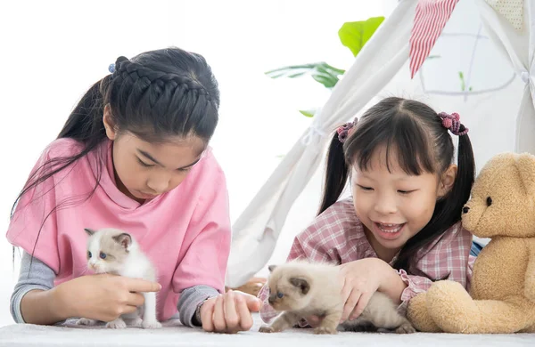 两个亚洲小女孩在家里客厅里和小猫玩耍 免版税图库照片