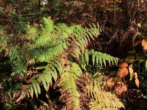 Fern leaves in autumn — Stock Photo, Image