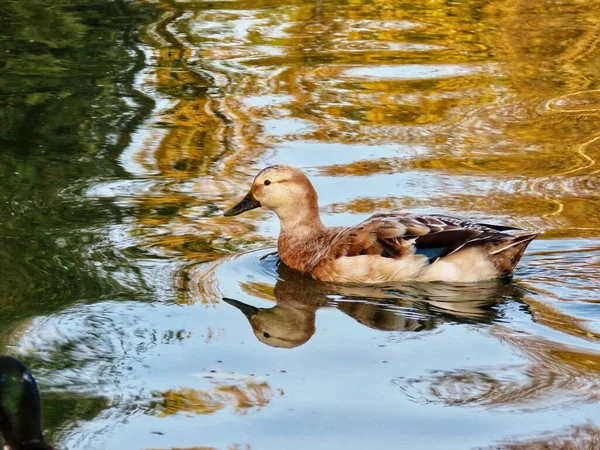 Serdülő nőstény tőkés réce — Stock Fotó