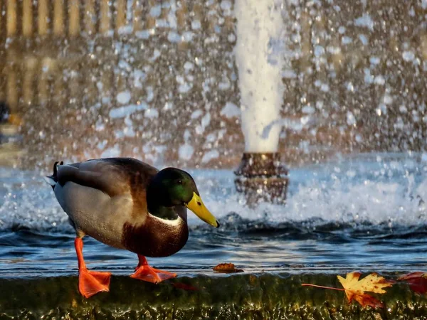 Canard colvert mâle et fontaine — Photo