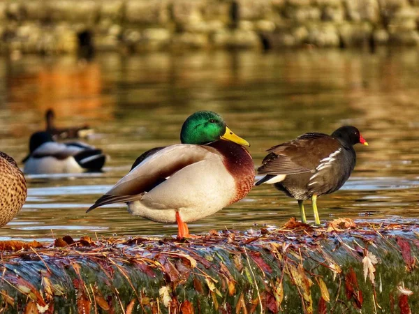 Colvert mâle debout — Photo