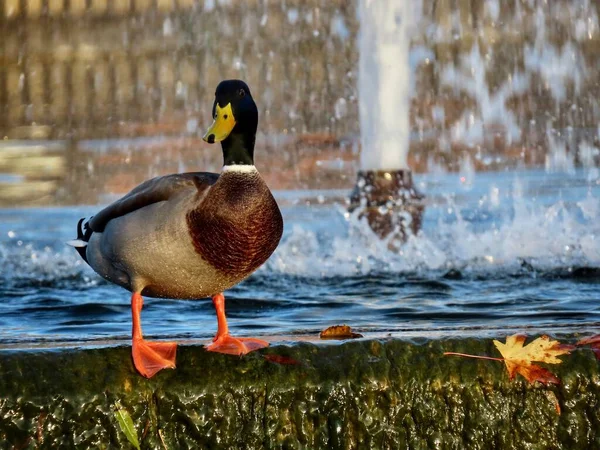 Canard colvert mâle et fontaine — Photo