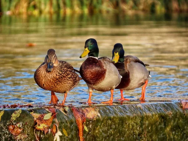 Trois colverts sur le barrage — Photo