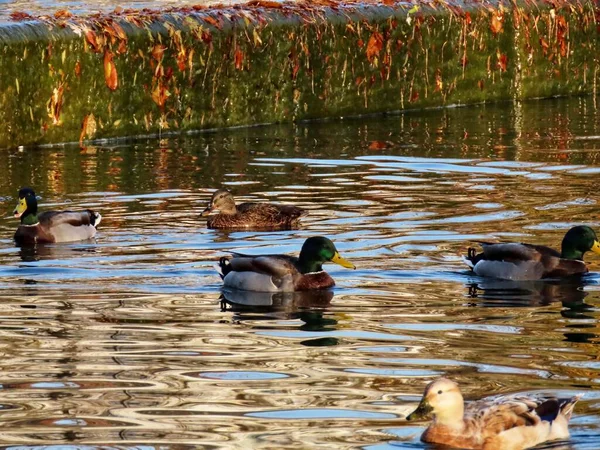 Grupo de ánades reales — Foto de Stock