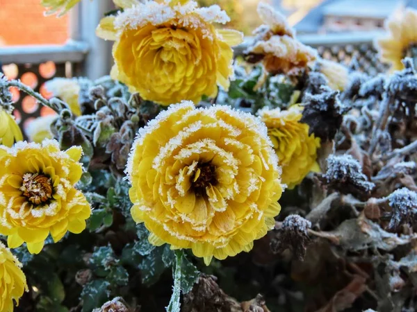 Chrysanthème gelée hivernale — Photo