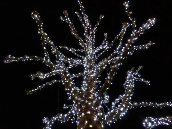 White stars on tree — Stockfoto