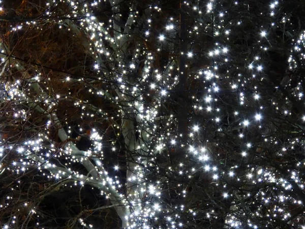 Bílé hvězdy na stromě — Stock fotografie