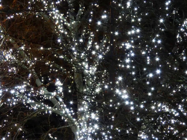 Estrelas brancas na árvore — Fotografia de Stock