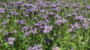 Mor tansi ve yaban arıları