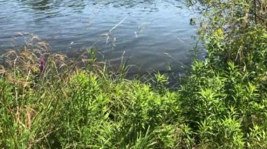 Çimen, rüzgar, nehir