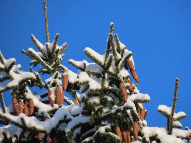 Firavun ağaç konileri