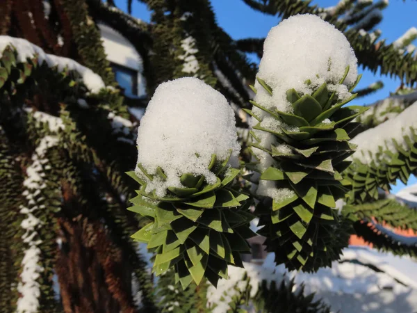 Kışın Araucaria dalları — Stok fotoğraf