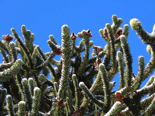 Araukaria grenar på vintern — Stockfoto