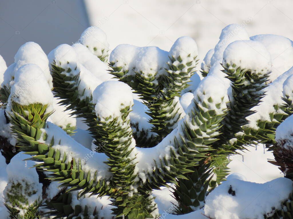Araucaria cones in winter