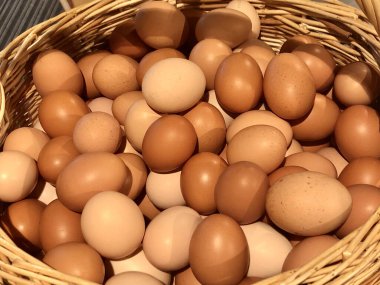 Sepette taşra yumurtaları