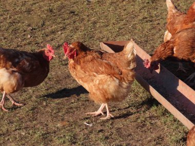 Serbest çiftlik tavukları 