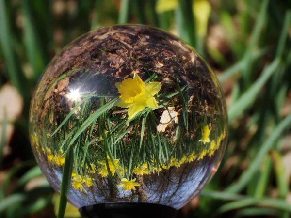 Lensbaldaki yabani nergisler