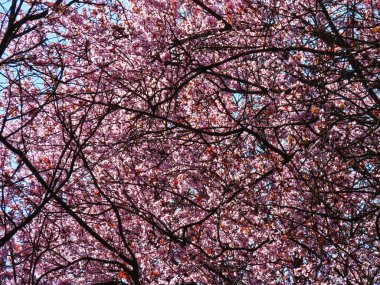 Pembe erik çiçekleri