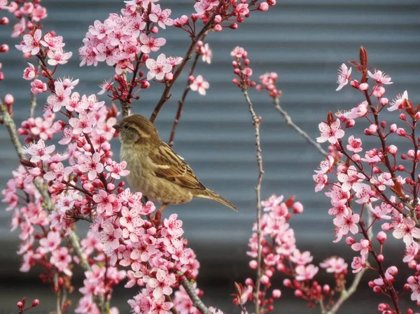 Pink plum blossoms — Stock Photo, Image