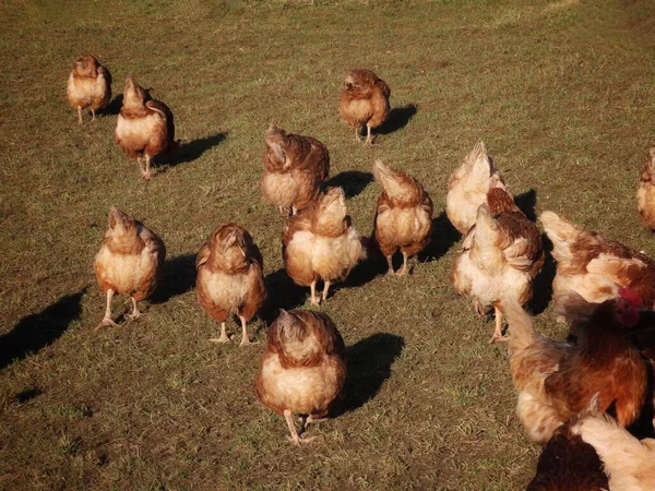 Free range hens backs turned — Stock Photo, Image