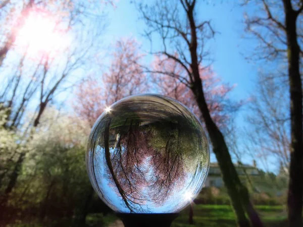 Prunes en fleurs en boule de verre — Photo