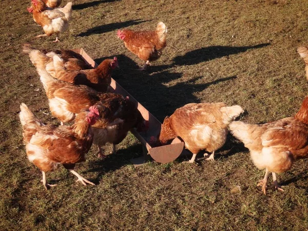 Free range hens — Stock Photo, Image