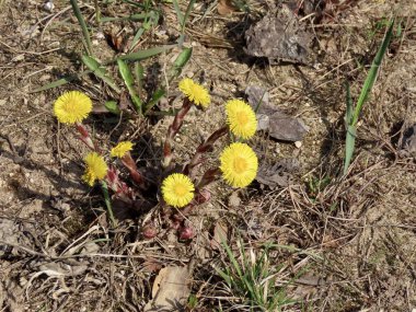 Sarı Coltsfoot çiçekleri