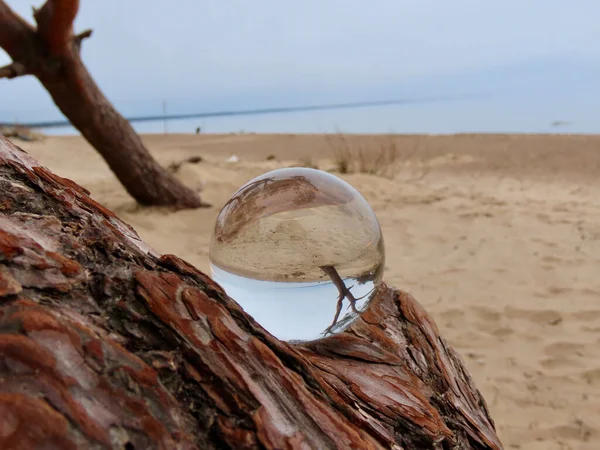 Ağaçtaki kristal top — Stok fotoğraf