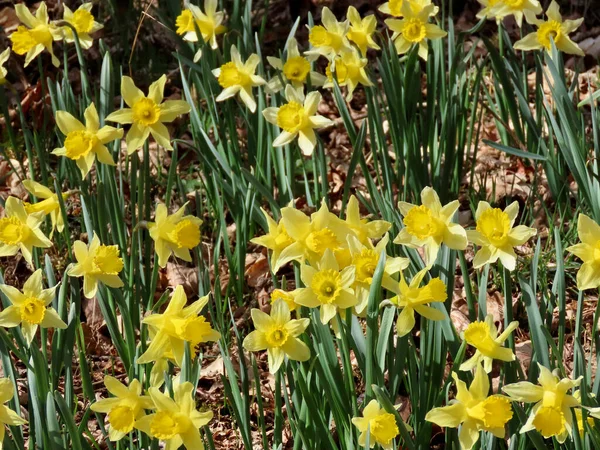 Wilde narcissen in het bos — Stockfoto