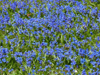 Sibirya lacivert çiçekleri