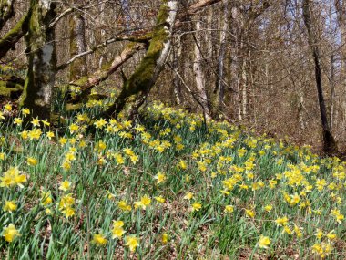 Ormanda yabani nergisler