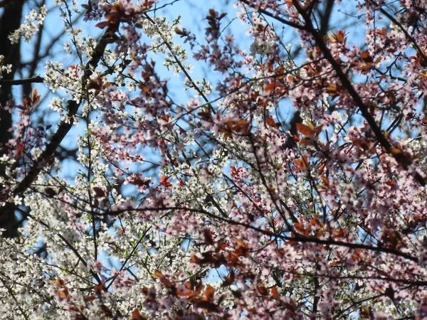 White and pink plums flowering — Stock Photo, Image