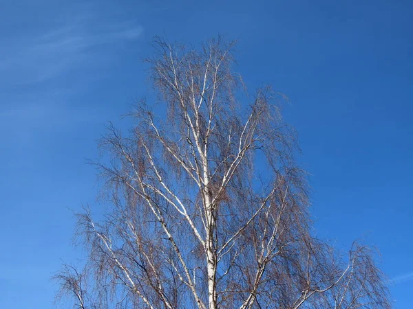 Березове дерево без листя навесні — стокове фото