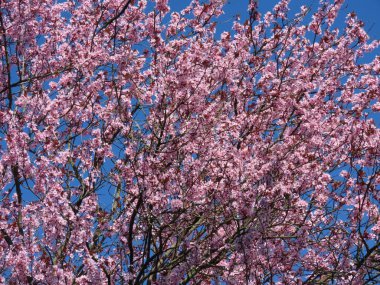 Pembe erik çiçekleri