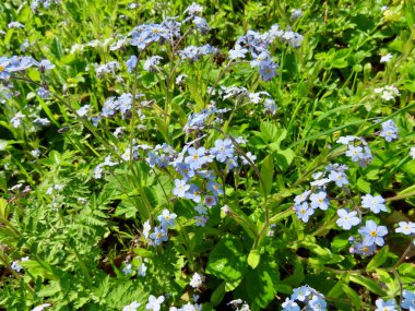 Myosotis ya da unutma beni.