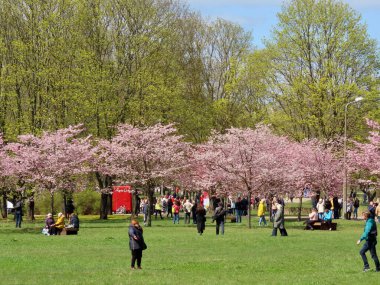 Riga 'da Sakura