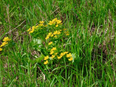 Bataklık kadife çiçeği ya da kral çiçeği.
