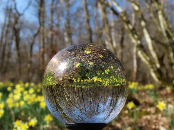 Lensbaldaki yabani nergisler