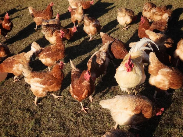 Vrije uitloop duivinnen en haan — Stockfoto