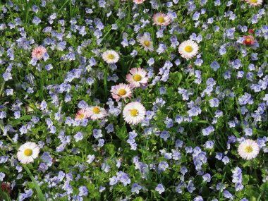 İngiliz papatyaları ve Veronica