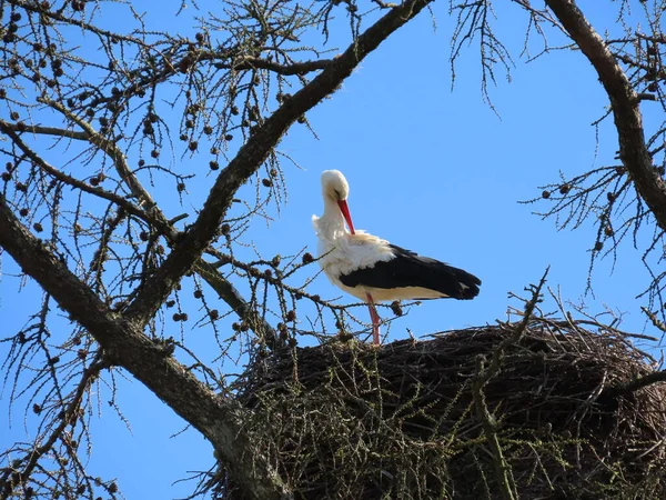 Stork in nest — Stock Photo, Image