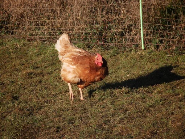 Vrije uitloop kipportret — Stockfoto