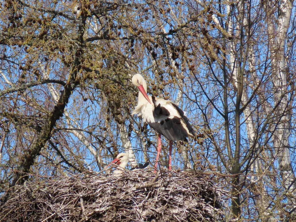 Storks in nest — Stock Photo, Image