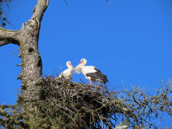 Storks in nest — Stock Photo, Image