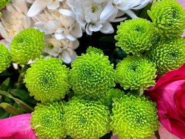 Çeşitli renkli çiçekler.