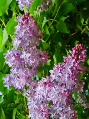 Yaygın leylak çiçekleri