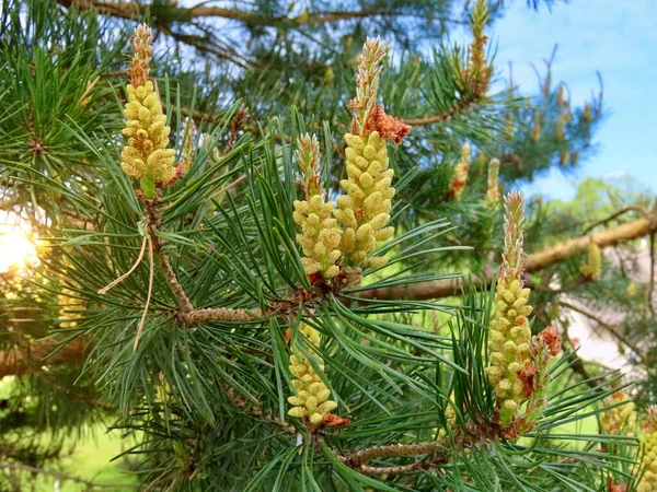 Pine tree blossoming — ストック写真